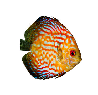 Red Tropical Symphysodon Discus Fish