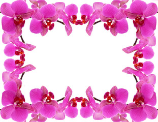 Fototapeta na wymiar orchidee,rahmen