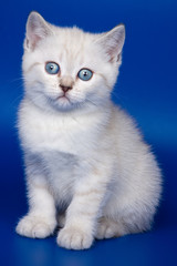 Fototapeta na wymiar British kittens on blue backgrounds