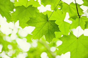 Green leaves of a maple