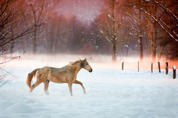 Fototapeta na wymiar Horse running in the snow