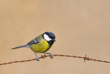 Carbonero común en el campo sobre alambrada