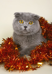 Scottish fold cat with Christmas tinsel.