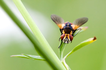 Mosca