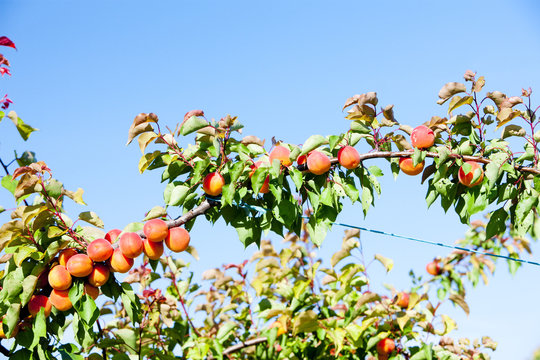 apricots in orchard