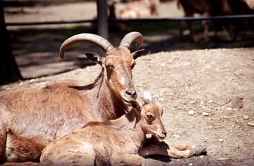 Barbary sheeps in a Safaripark, Ganserndorf, Austria