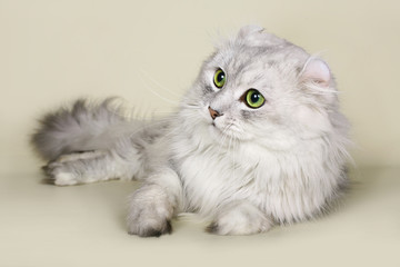 Cat breed American curl.