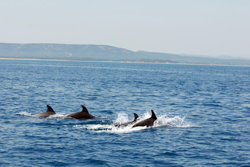 Fototapeta premium dauphins nagent dans la mer