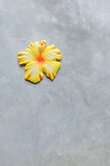 Flower ornament on concrete wall
