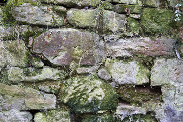 Mossy wall
