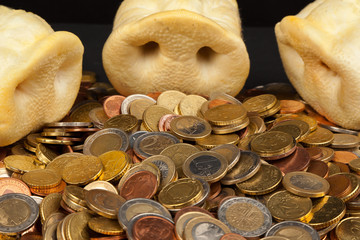 Three pig snouts snuffling in a pile of Euro coins