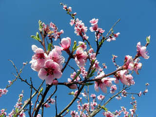 sprig with fragrant pink flowers