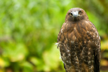 bird of prey