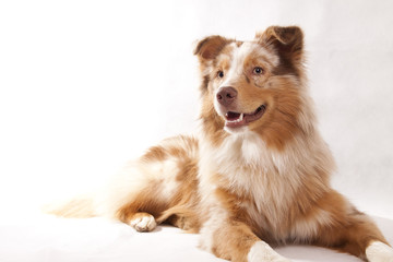 Red Merl Australian Shepherd