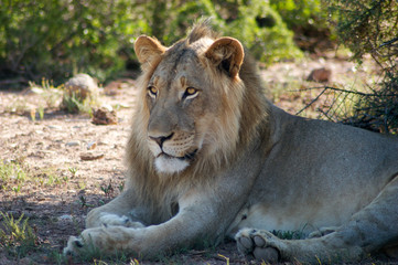 Löwe im Addo Elephant Park