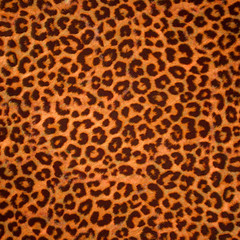 Fototapeta na wymiar Leopard skóry tła lub tekstury