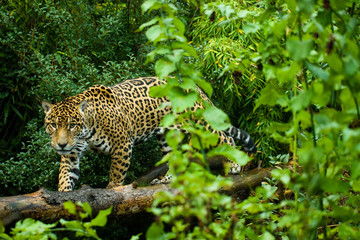 Fototapety  Jaguar