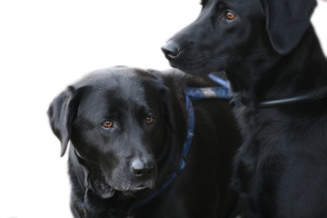 Dogs
