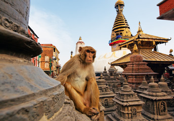 Sitting monkey on swayambhunath stupa in Kathmandu, Nepal - obrazy, fototapety, plakaty