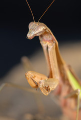 Hey Mantis
