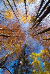 Fall Treetops on sunny autumn day