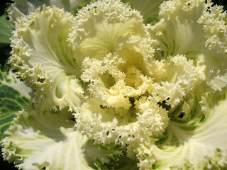 Cabbage garden curly, decorative (Vrassica oleracea)