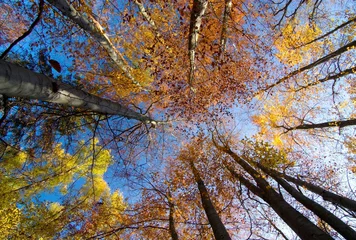 Schilderijen op glas Fall Treetops on sunny autumn day © mirec