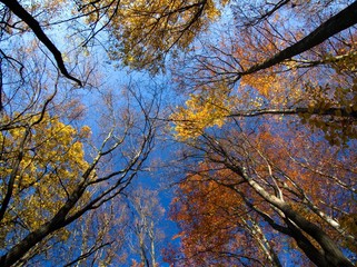 Fall Treetops