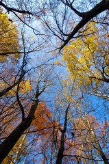 Fall Treetops on sunny autumn day