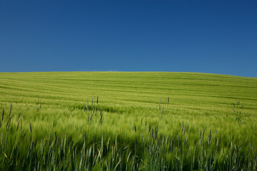 Spring green landscape in denmark