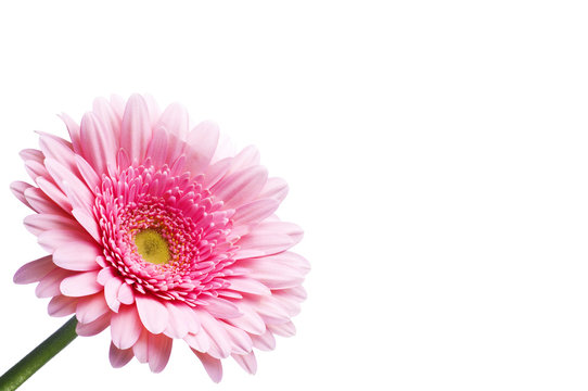Gerbera Rosa Close up