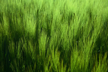Spring green landscape in denmark