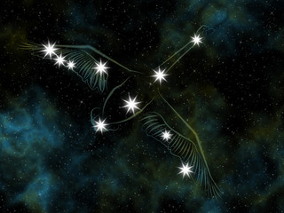 Swan (Cygnus) constellation © tmass