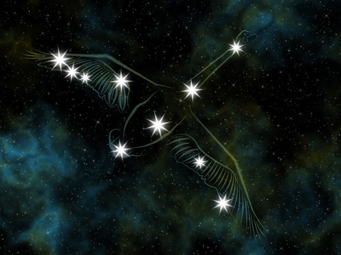 Swan (Cygnus) Constellation