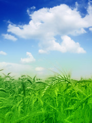 Obraz na płótnie Canvas green wheat field and sky