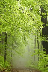 Mountain trail in misty spring forest during rainfall