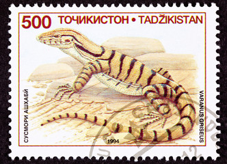 Postage Stamp Profile Desert Monitor Lizard, Varanus griseus