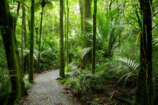 Fototapeta Tropical forest