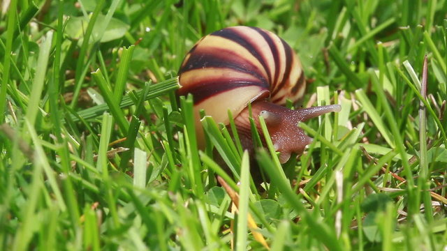 Slow-moving snail on the green grass