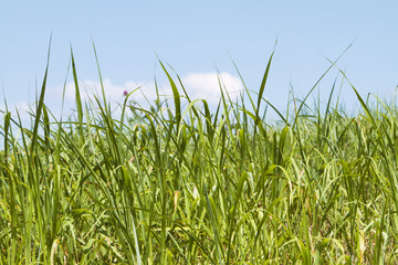 Tall green grass