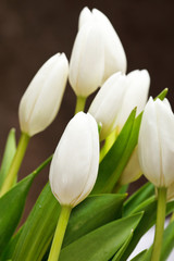 Fototapeta na wymiar beautiful tulips