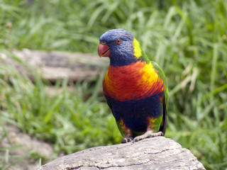rainbow lorikeet