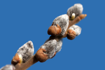 Tree bud growth
