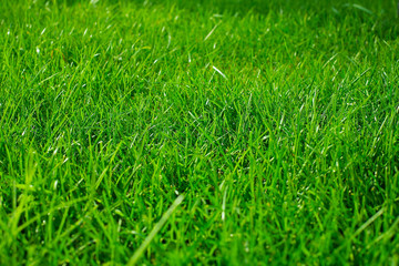 Green grass texture background