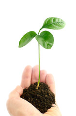 sprout in hand