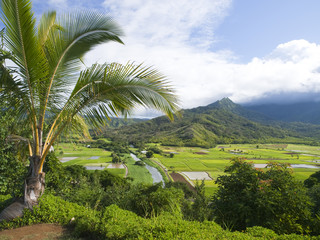 Fototapeta na wymiar Hanalei Valley Lookout Wyspa Kauai, Hawaje