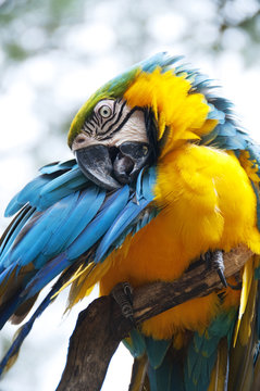 Parrot or Macaw