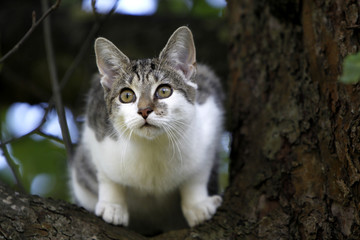 Kletternde Katze auf einem Baum