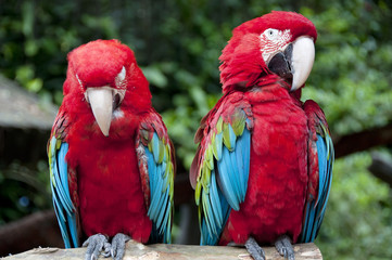 Parrots or Macaws