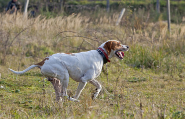 German Shorthaired Pointer on running